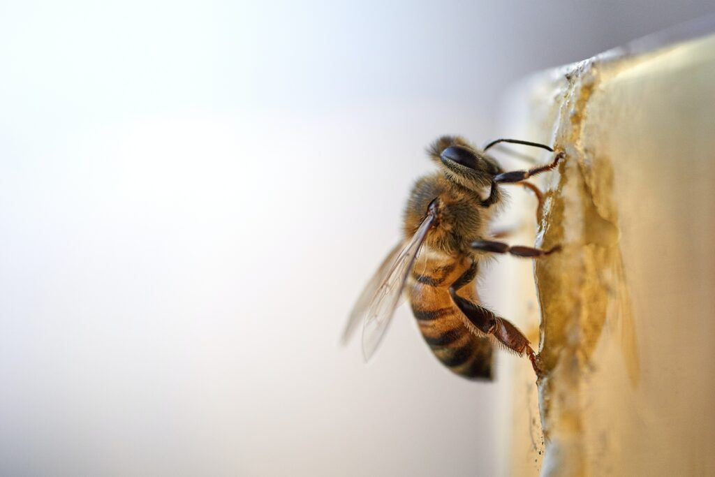 Bee walking on honey to represent bugs that can sting a person and lead to urgent care treatments